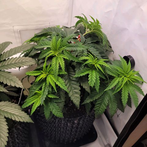 Royal Skywalker  growlog timeline photo