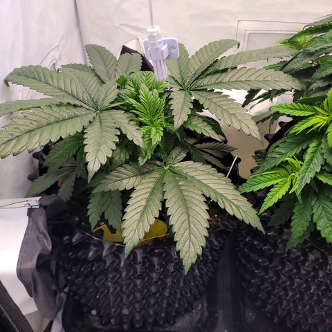 Royal Skywalker  growlog timeline photo