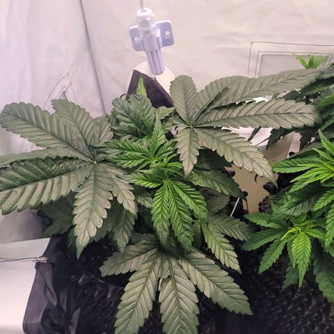 Royal Skywalker  growlog timeline photo