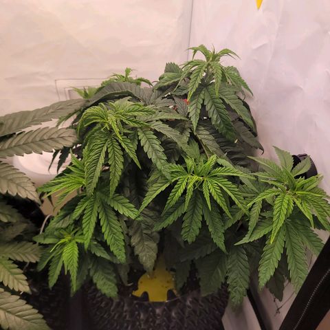 Royal Skywalker  growlog timeline photo