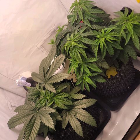 Royal Skywalker  growlog timeline photo