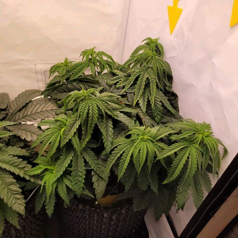 Royal Skywalker  growlog timeline photo