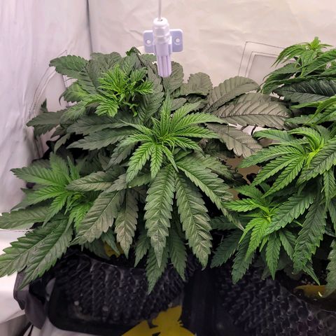 Royal Skywalker  growlog timeline photo