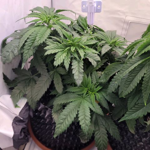 Royal Skywalker  growlog timeline photo