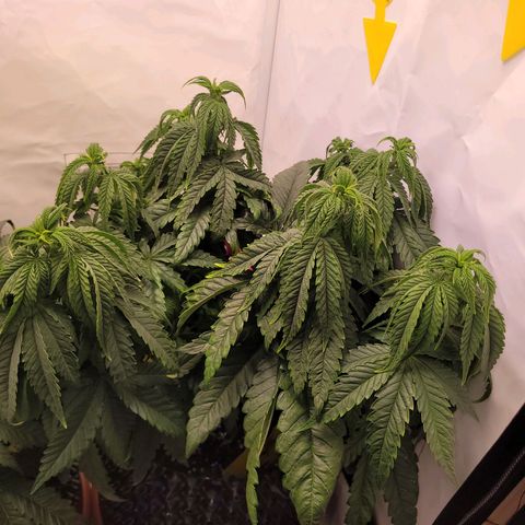 Royal Skywalker  growlog timeline photo