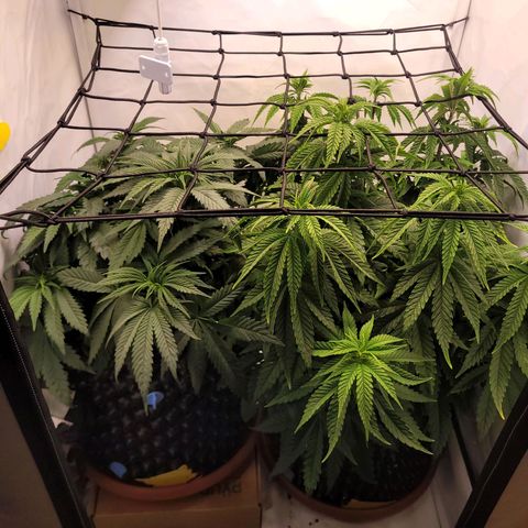Royal Skywalker  growlog timeline photo