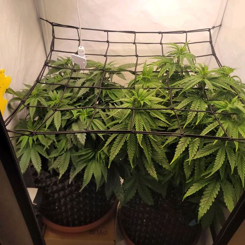 Royal Skywalker  growlog timeline photo
