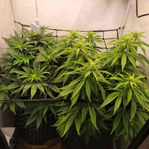 Royal Skywalker  growlog timeline photo