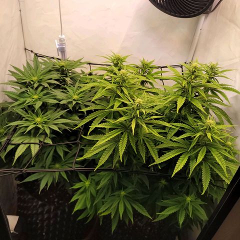 Royal Skywalker  growlog timeline photo
