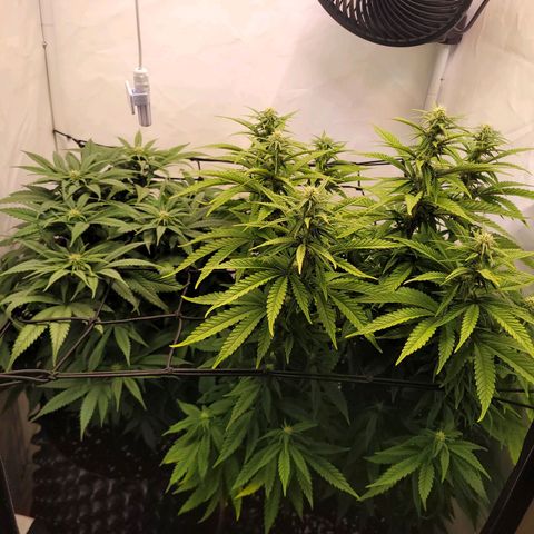 Royal Skywalker  growlog timeline photo