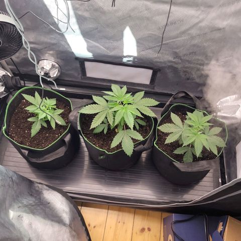 Gushers growlog timeline photo