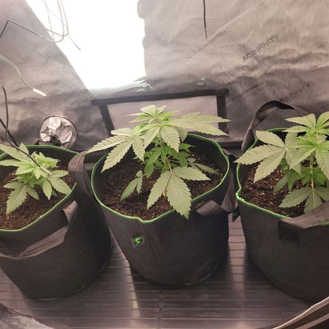 Gushers growlog timeline photo