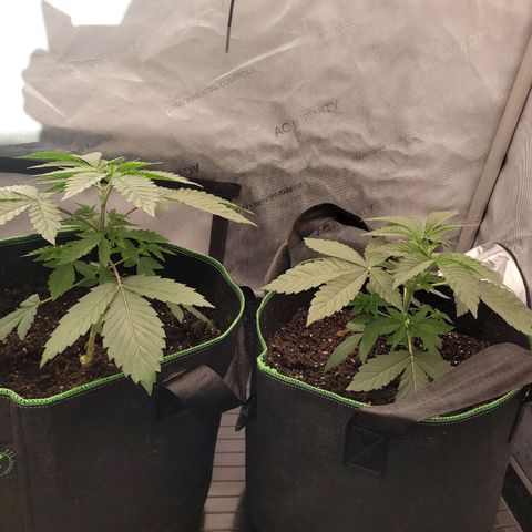Gushers growlog timeline photo