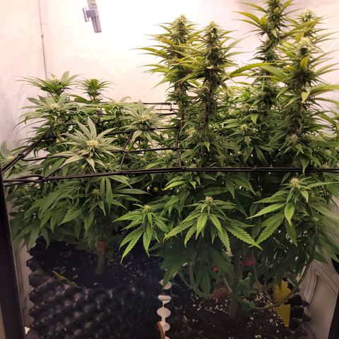 Royal Skywalker  growlog timeline photo