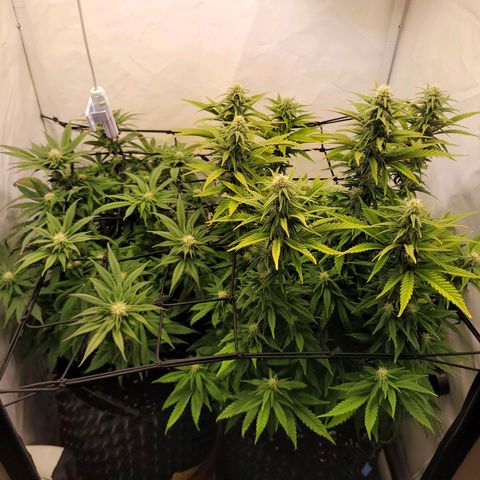 Royal Skywalker  growlog timeline photo