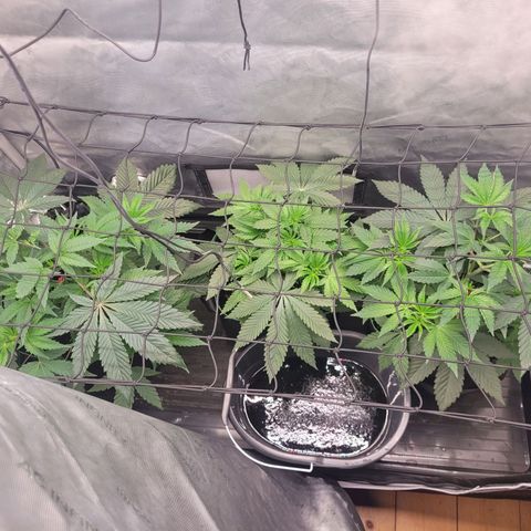 Gushers growlog timeline photo