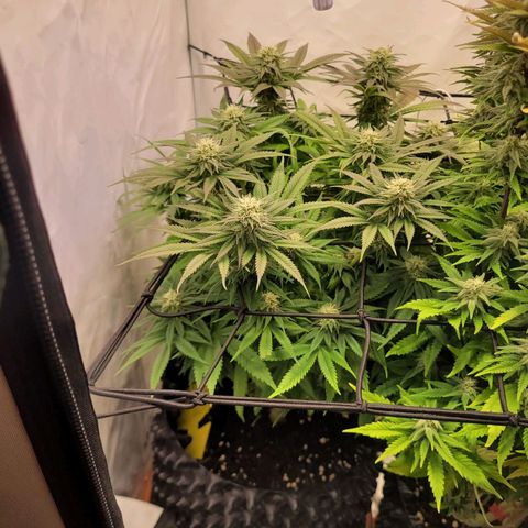 Royal Skywalker  growlog timeline photo
