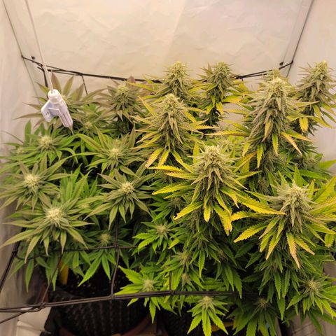 Royal Skywalker  growlog timeline photo
