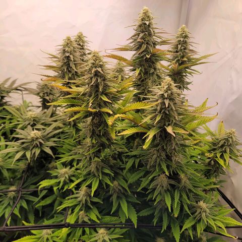 Royal Skywalker  growlog timeline photo