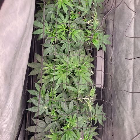 Gushers growlog timeline photo