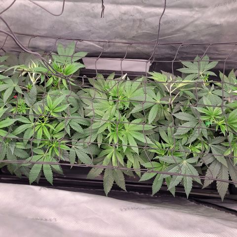 Gushers growlog timeline photo