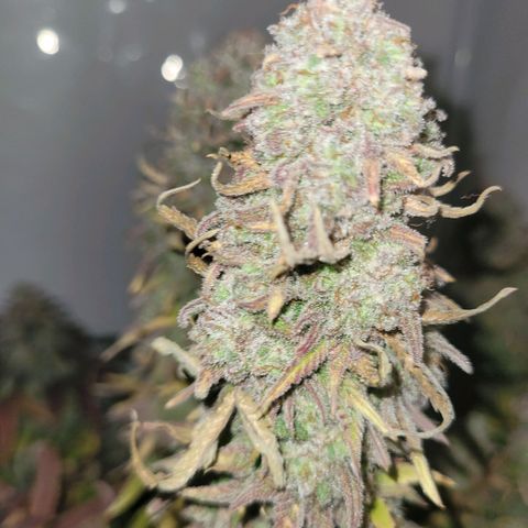 Royal Skywalker  growlog timeline photo