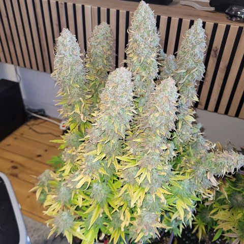Royal Skywalker  growlog timeline photo