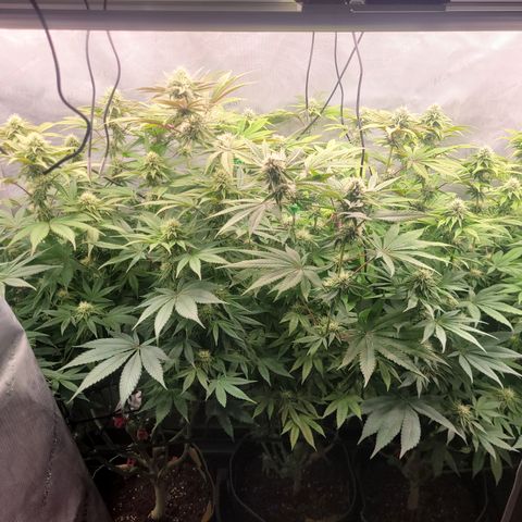 Gushers growlog timeline photo