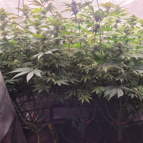 Gushers growlog timeline photo
