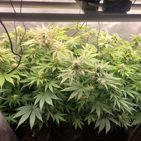 Gushers growlog timeline photo