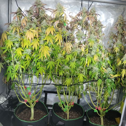 Gushers growlog timeline photo