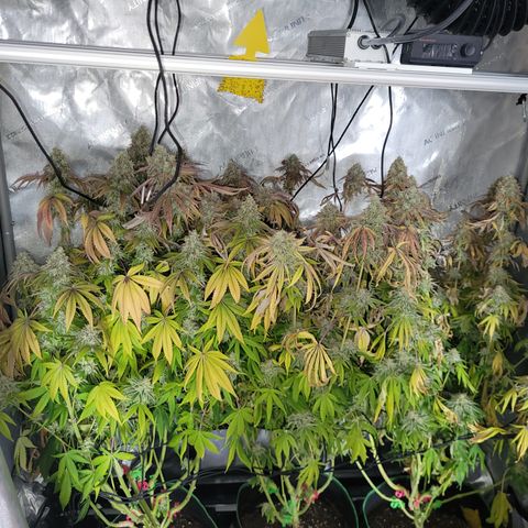 Gushers growlog timeline photo