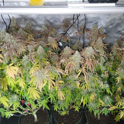 Gushers growlog timeline photo