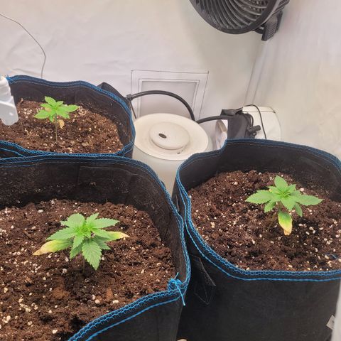 Banana Shake  growlog timeline photo