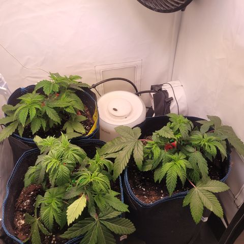 Banana Shake  growlog timeline photo