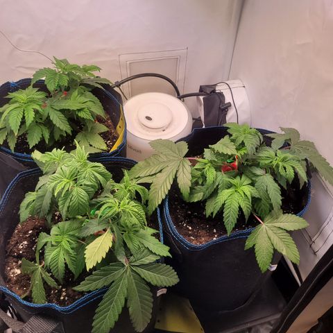 Banana Shake  growlog timeline photo