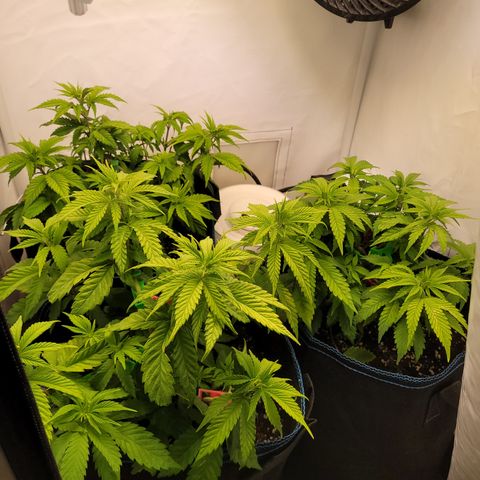 Banana Shake  growlog timeline photo