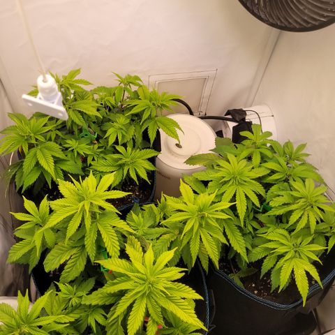 Banana Shake  growlog timeline photo