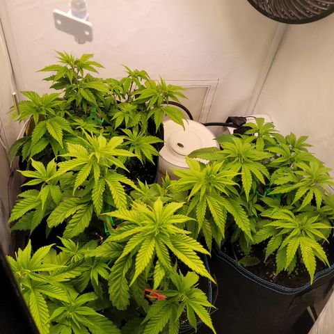 Banana Shake  growlog timeline photo