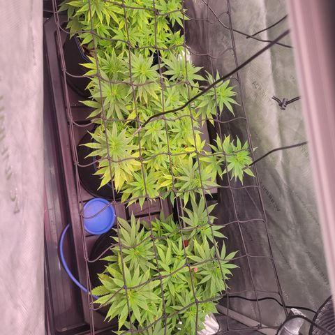 Banana Shake  growlog timeline photo