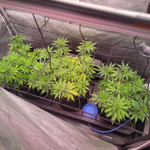 Banana Shake  growlog timeline photo