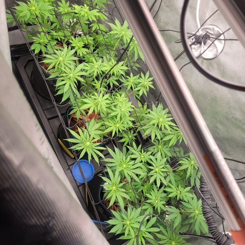 Banana Shake  growlog timeline photo