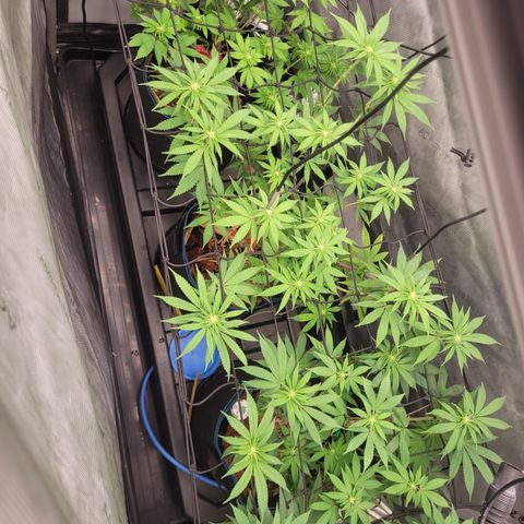 Banana Shake  growlog timeline photo