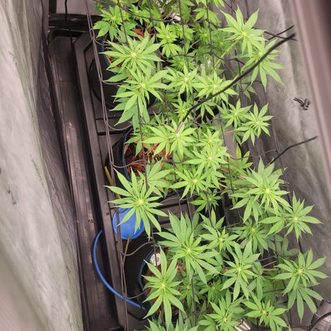 Banana Shake  growlog timeline photo
