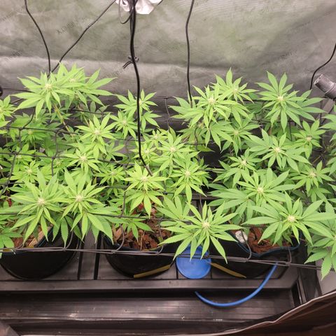 Banana Shake  growlog photo: Ende 3ter Blütewoche