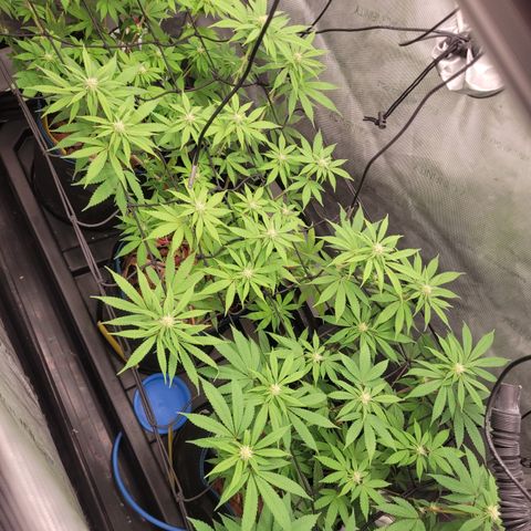 Banana Shake  growlog photo: Ende 3ter Blütewoche