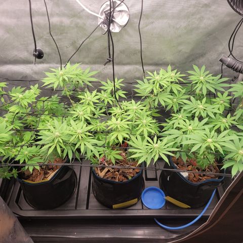 Banana Shake  growlog photo: Ende 3ter Blütewoche
