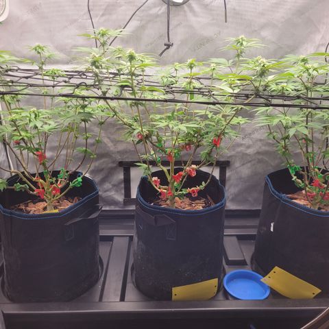 Banana Shake  growlog timeline photo