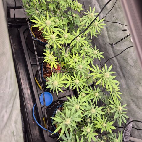 Banana Shake  growlog timeline photo