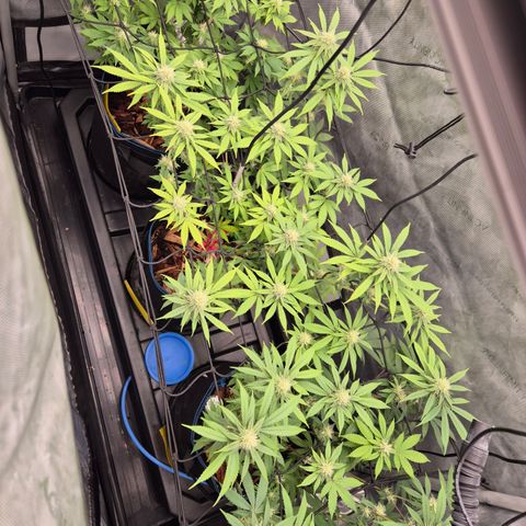Banana Shake  growlog timeline photo